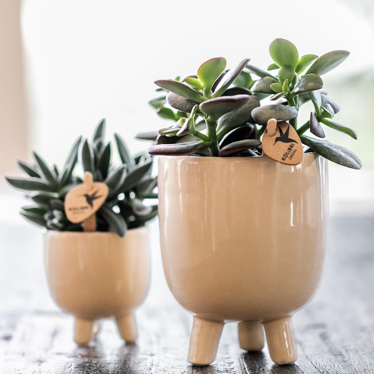 Rode Phalaenopsis orchidee – Congo + Gummy pot travertine – potmaat Ø9cm – 40cm hoog