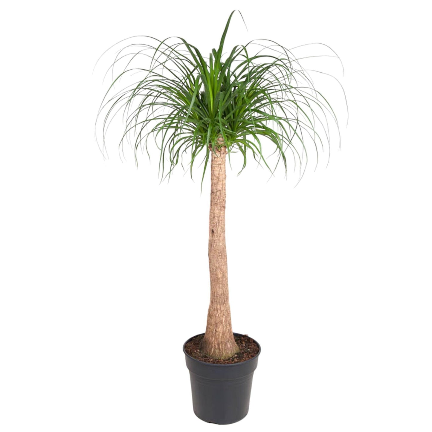 Beaucarnea op stam