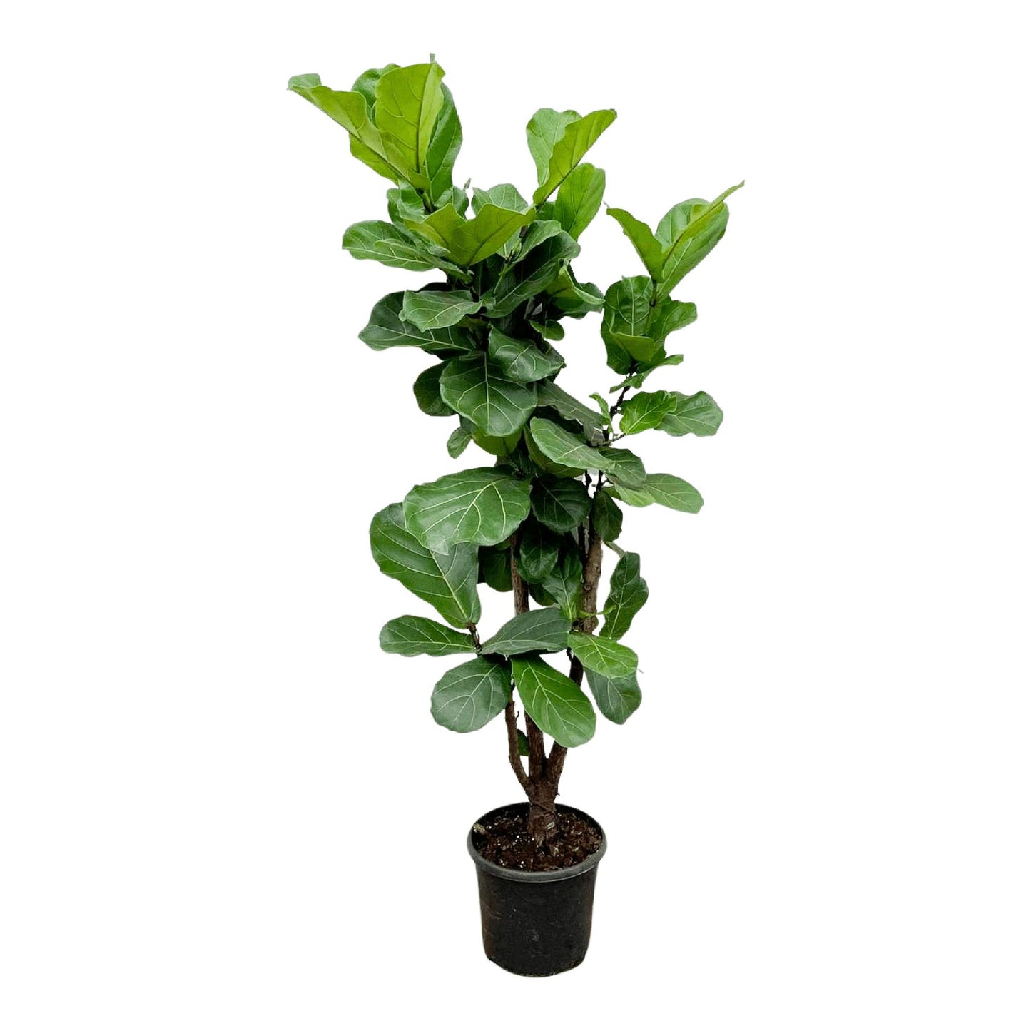 Ficus Lyrata (vertakt)