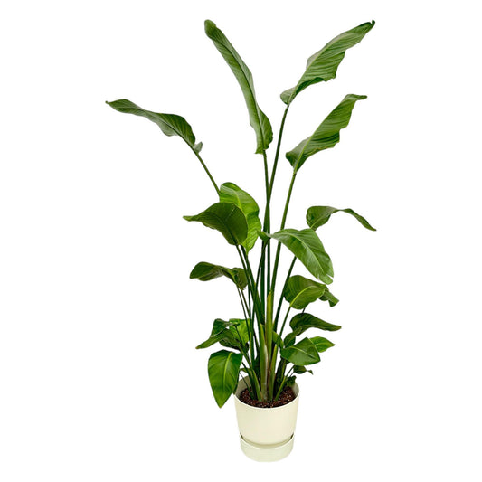 Strelitzia Nicolai + elho Greenville Round