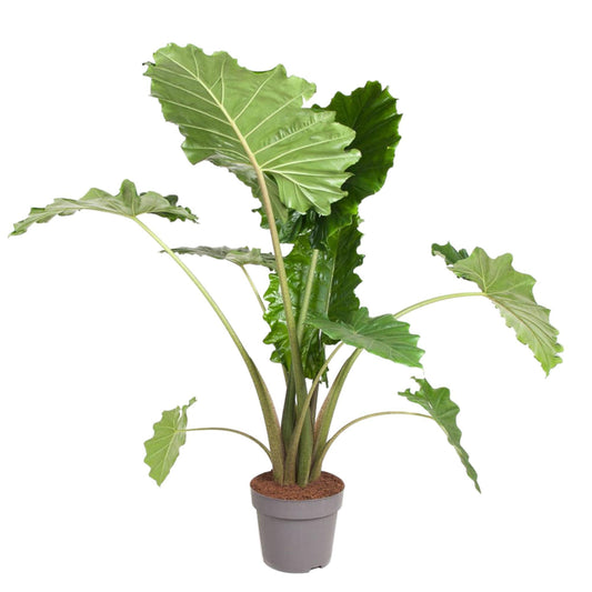 Alocasia Portodora