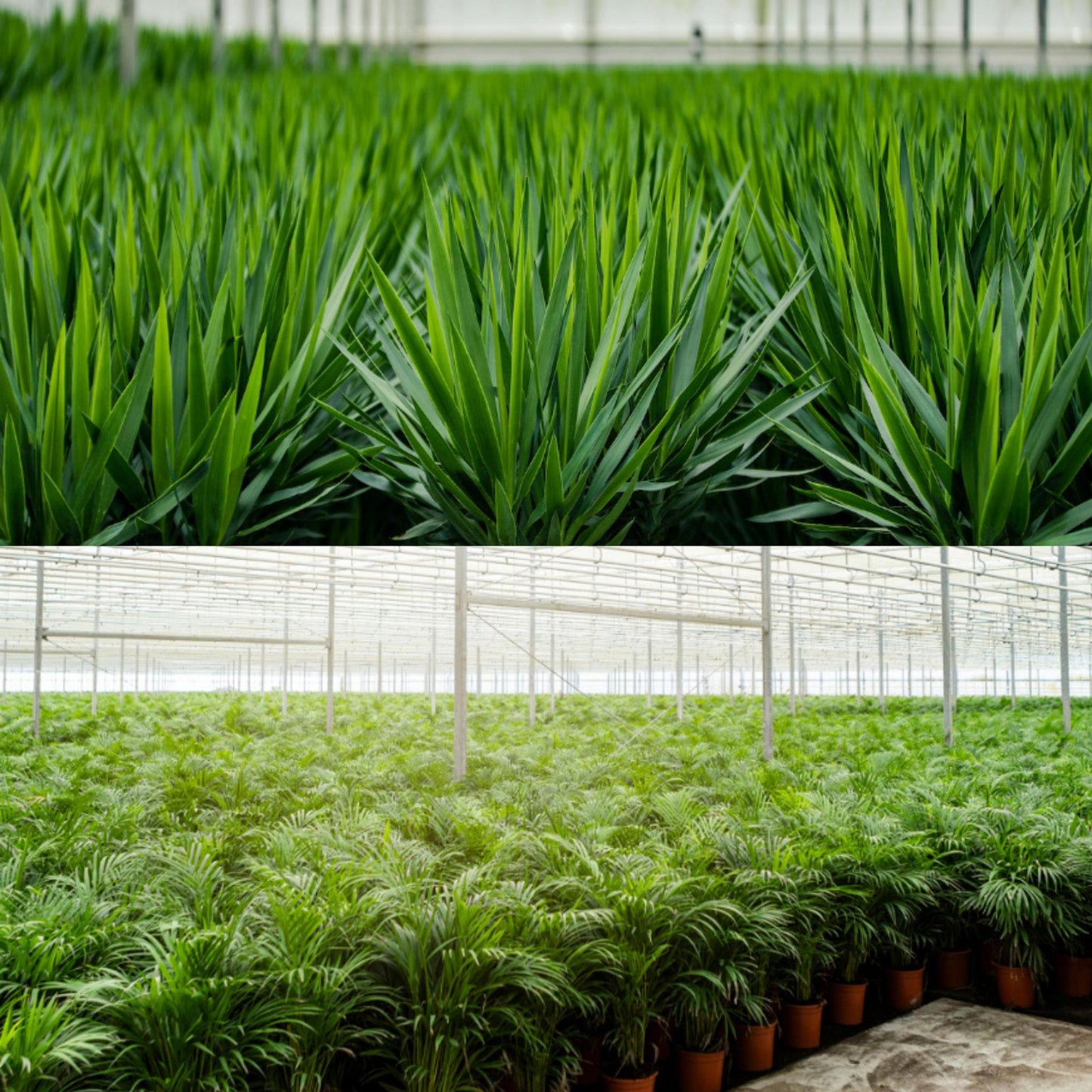 Combi deal: Yucca (100 cm) + Areca (130 cm)