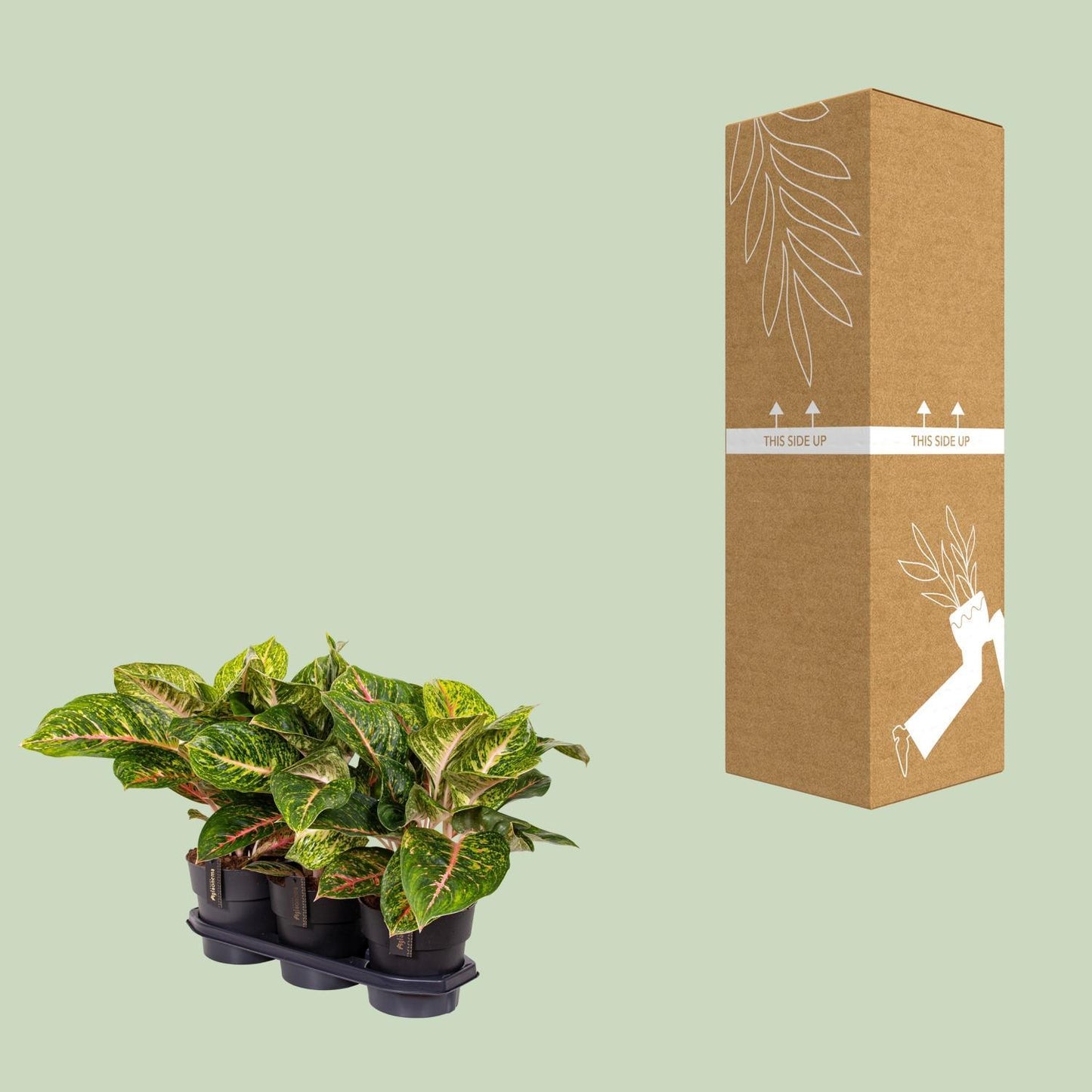 Aglaonema Spring Red