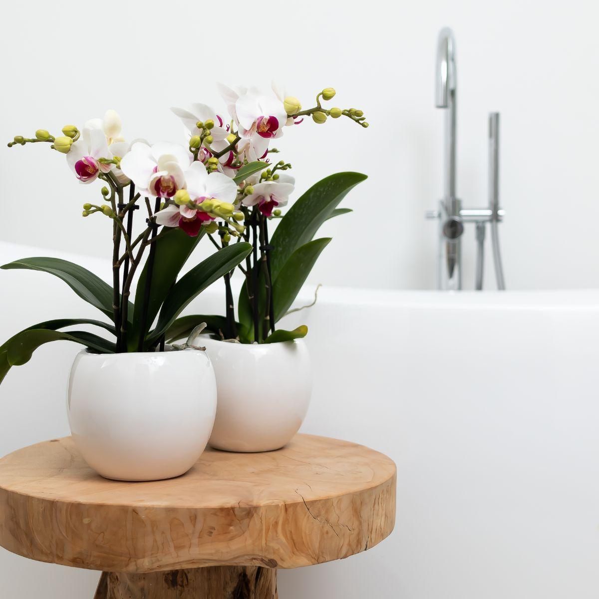 Kolibri Home | Pot de fleurs bol - Pot décoratif en céramique blanche - Taille du pot Ø9 cm