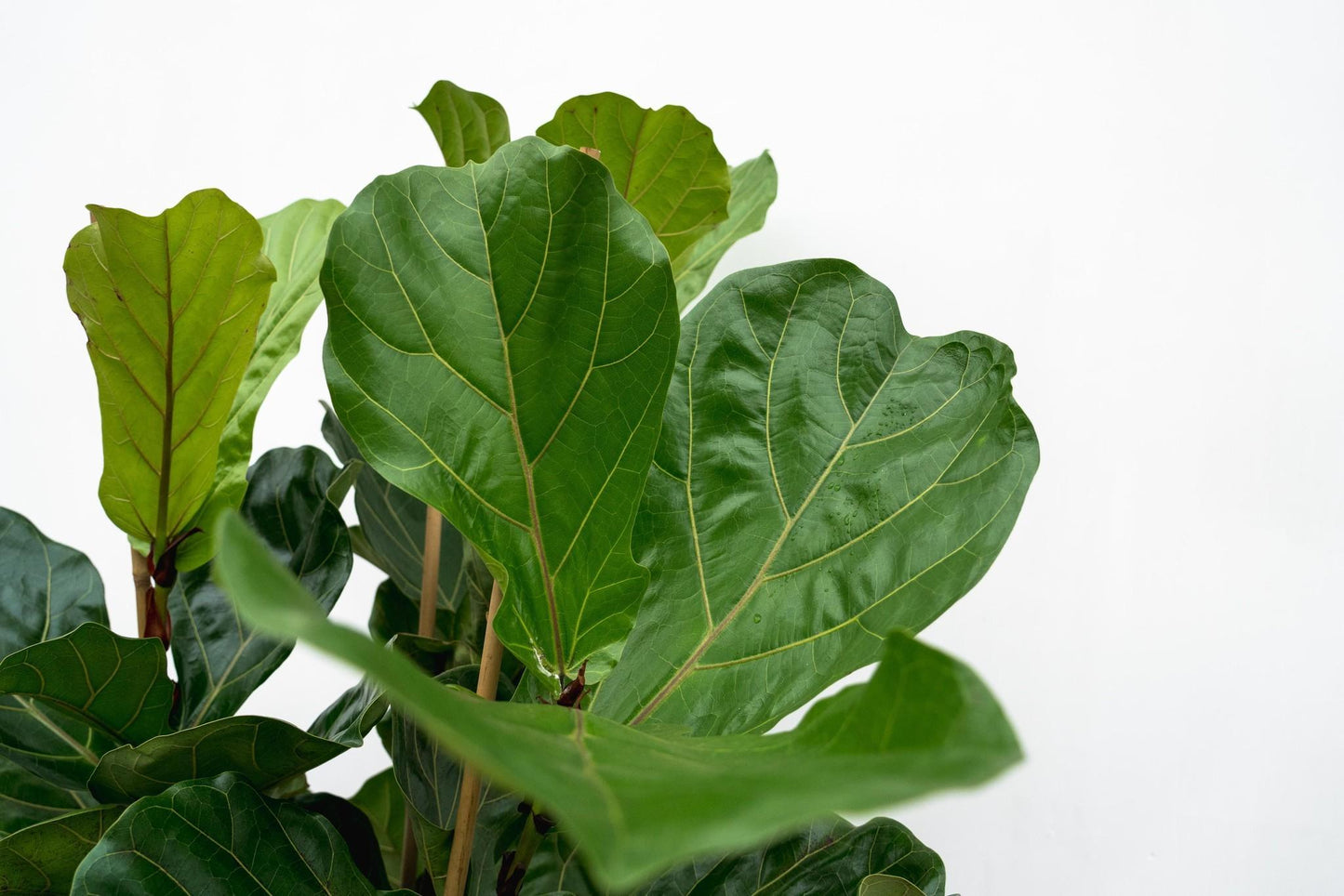 Ficus Lyrata (struik)