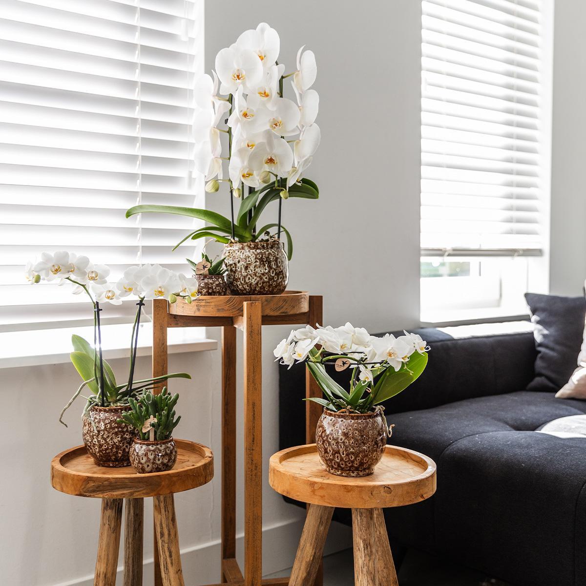 Hummingbird Home | Offre combinée - Pots Safari