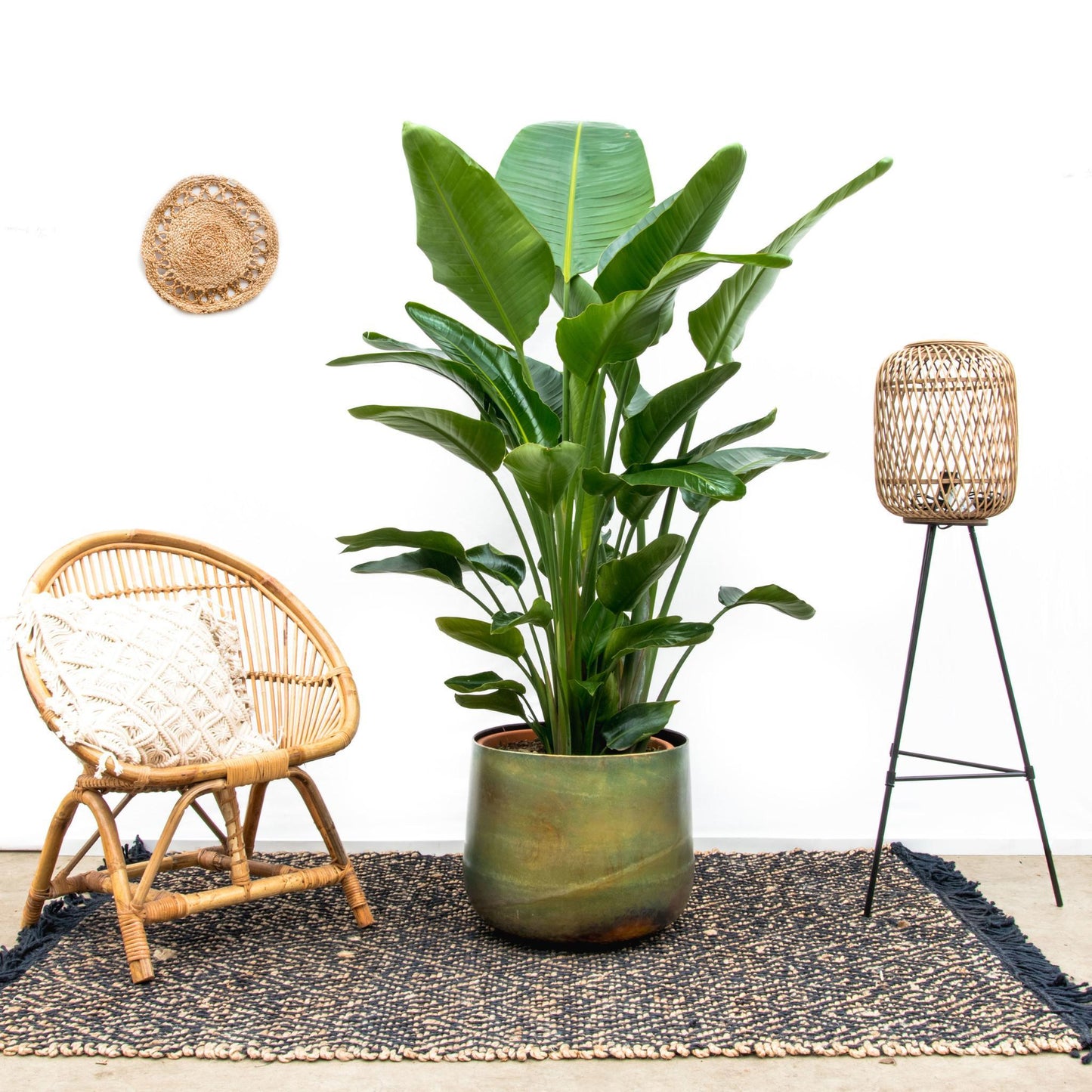 Strelitzia Nicolai XL