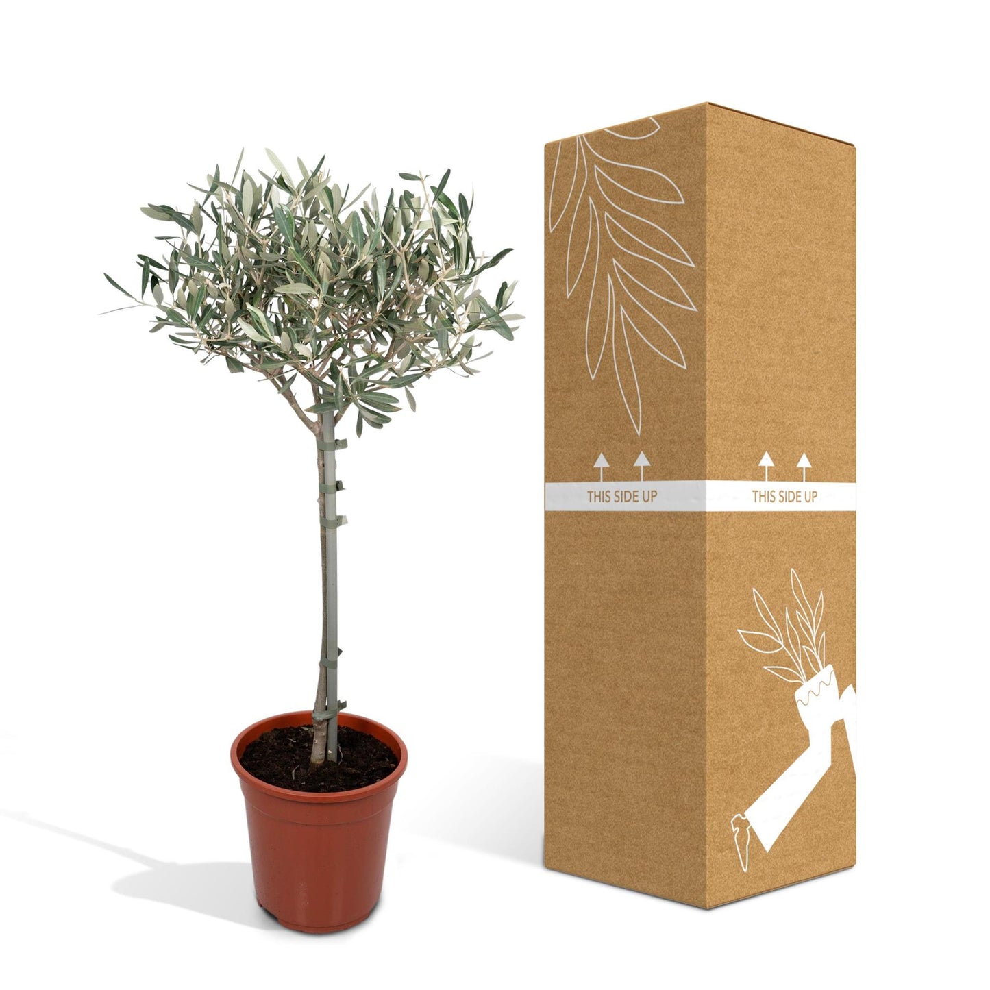 Olea - Ø19cm - ↕90cm