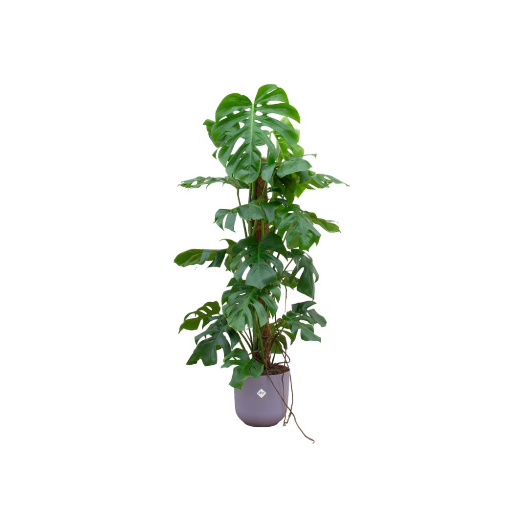 Monstera Pertusum XL + elho Jazz Round