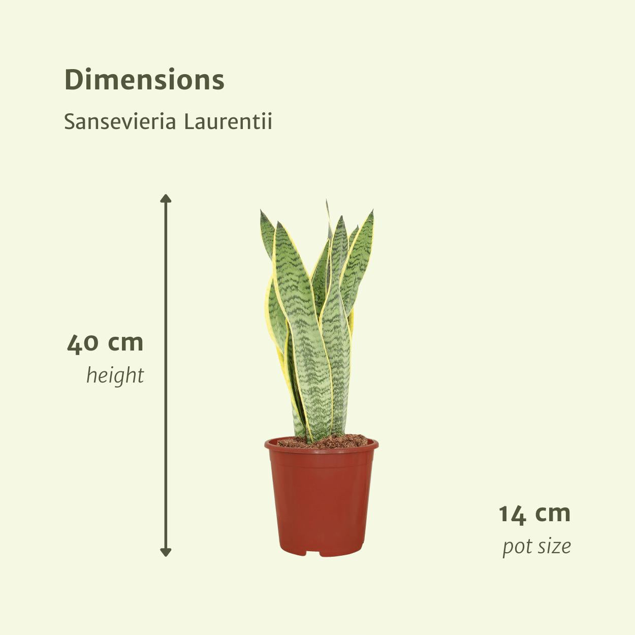 2x Sansevieria Laurentii (Vrouwentong)