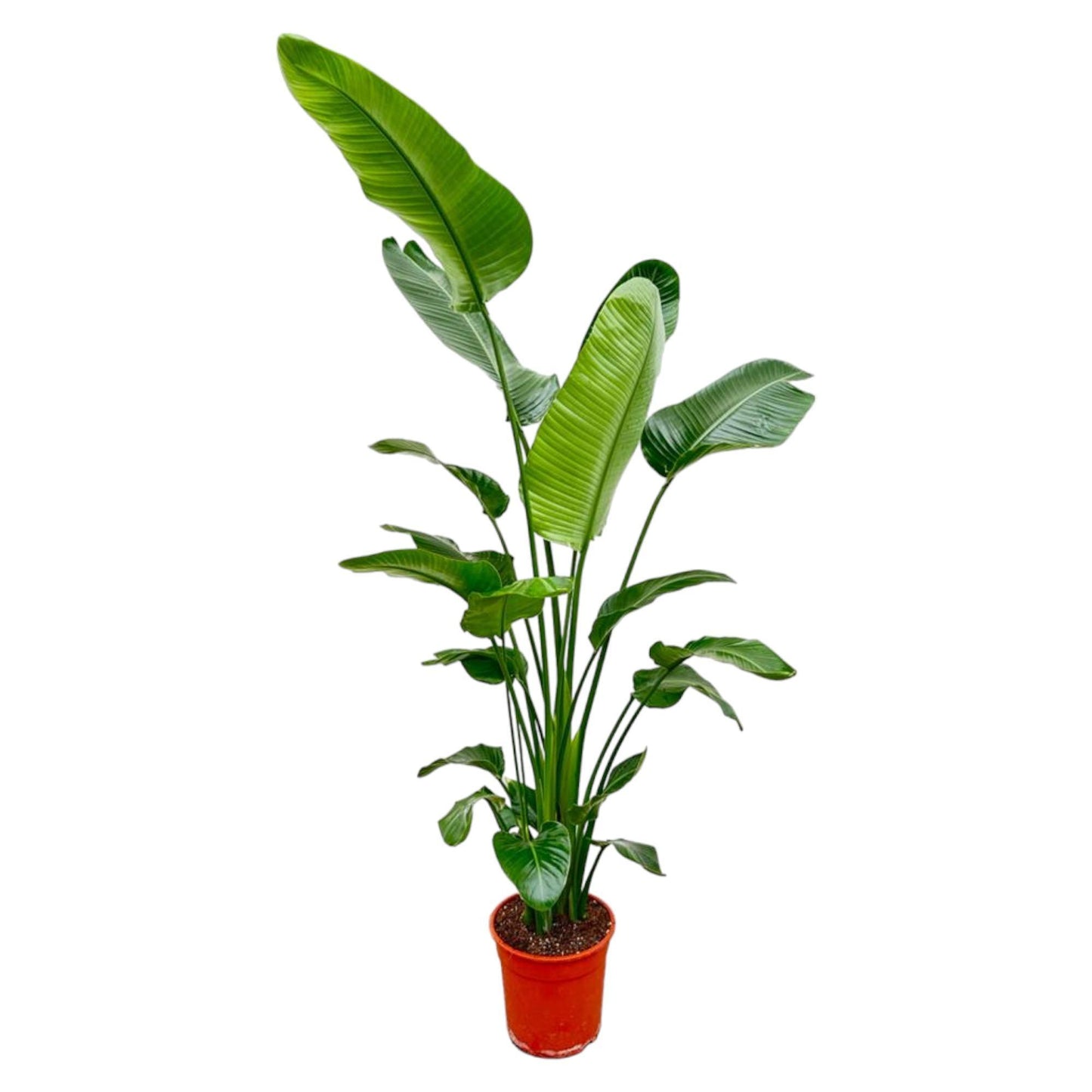 Strelitzia Nicolai XL