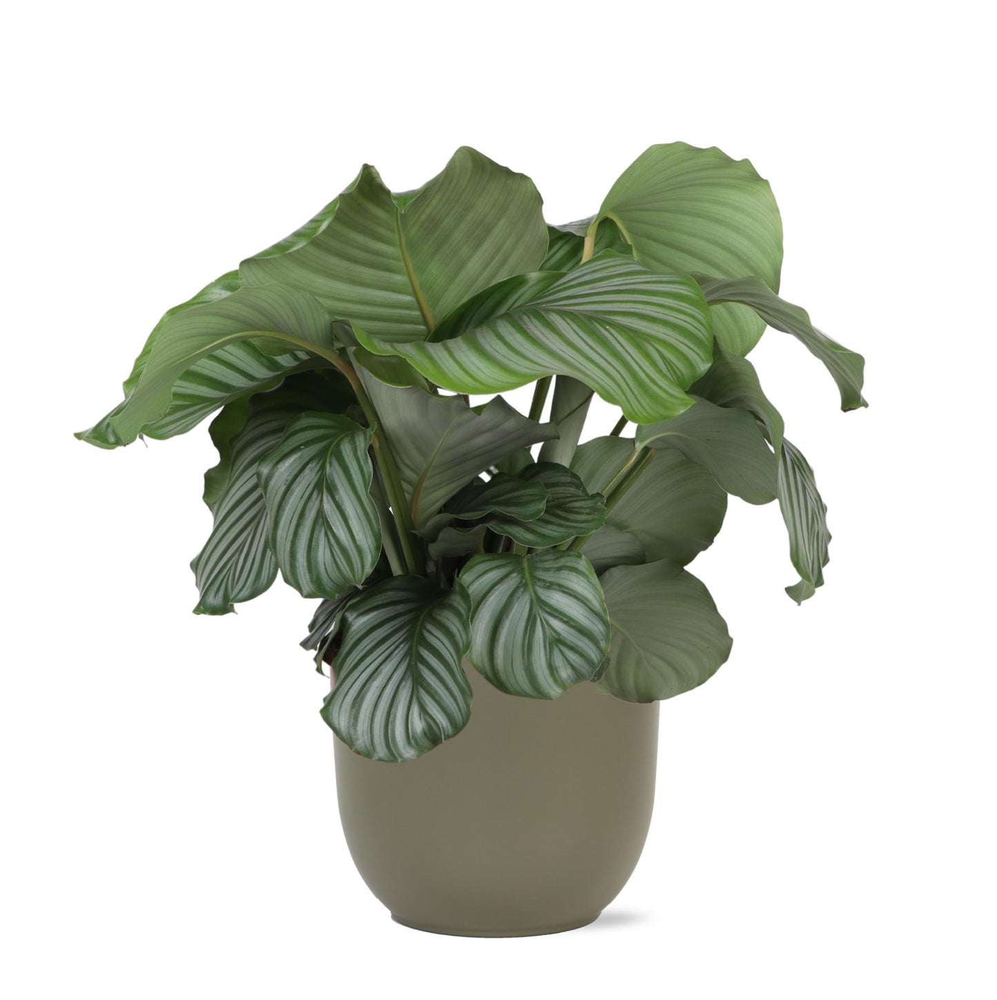 Calathea Orbifolia + BOULE pot