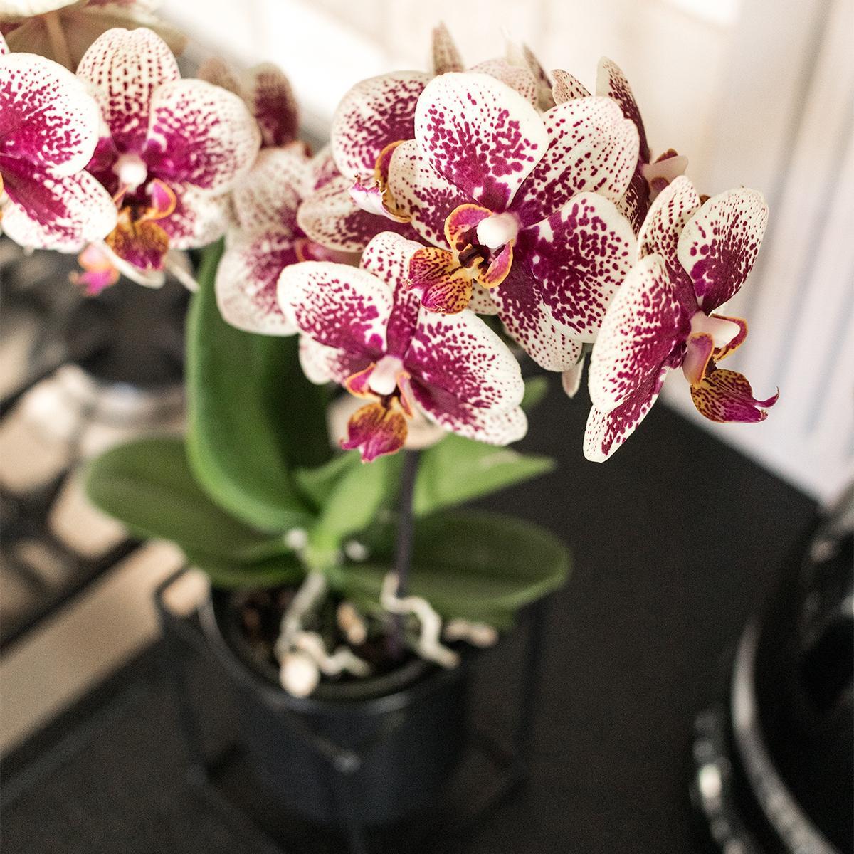 COMBI DEAL van 2 Orchideeën