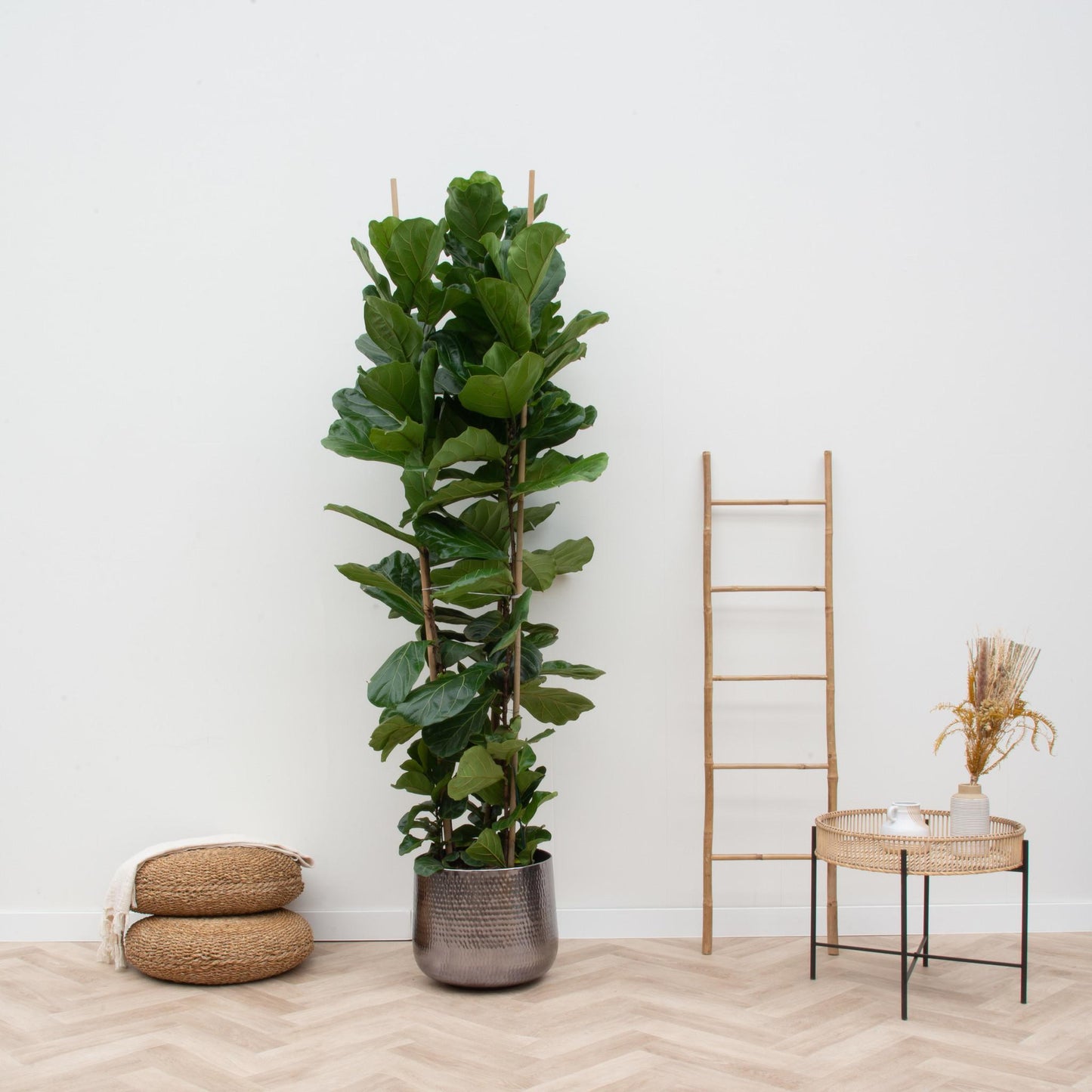 Ficus Lyrata (struik)