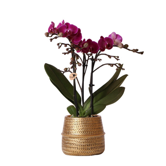 Paarse phalaenopsis orchidee - Morelia + Groove sierpot goud - potmaat Ø9cm - 35cm hoog