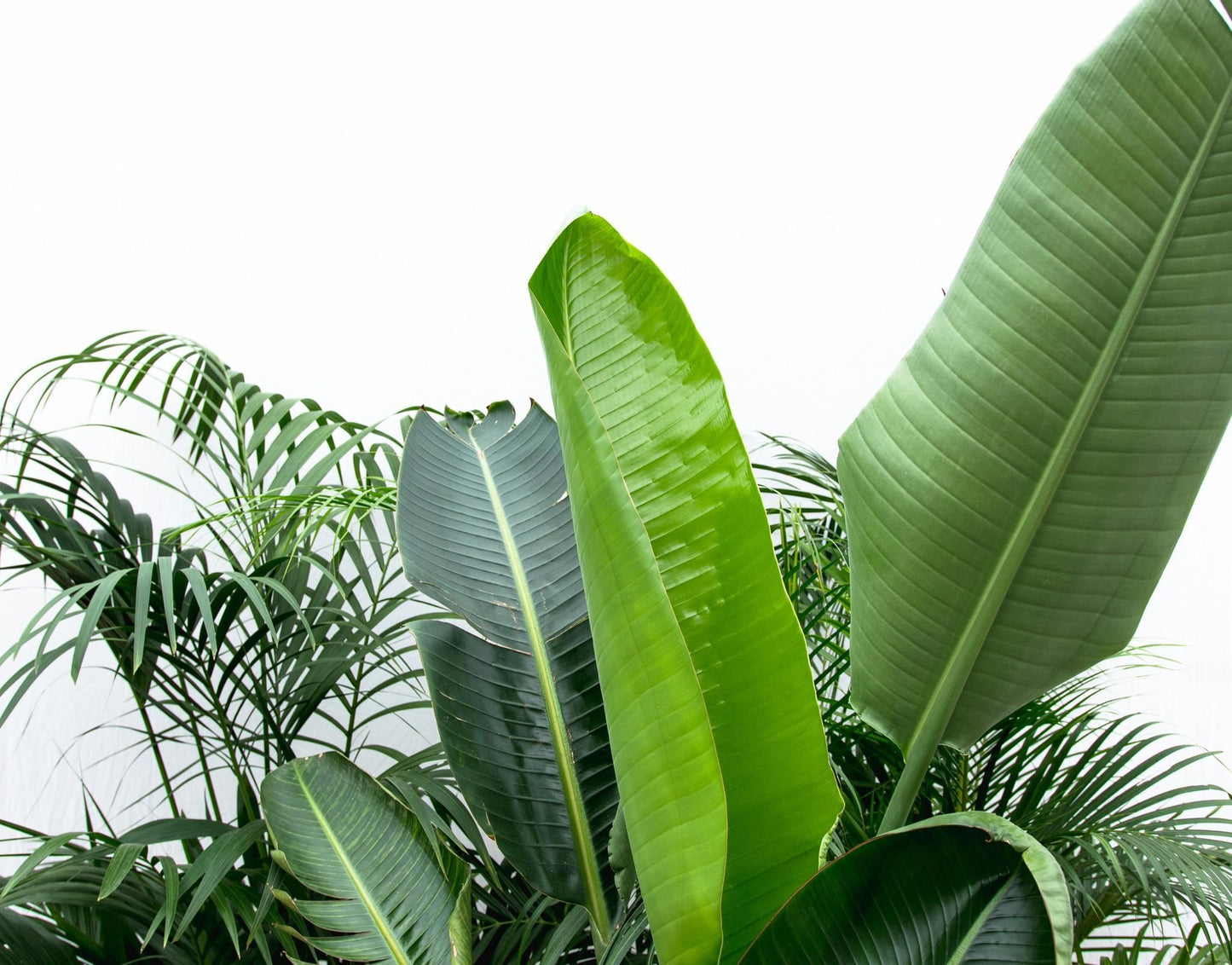 Combi deal XXL!- Kentia 200 cm, Strelitzia Nicolai 225 cm, Areca 200 cm