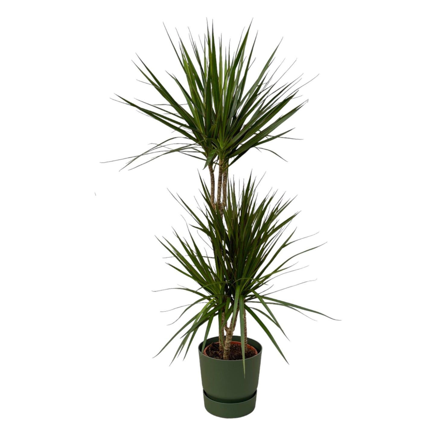 Dracaena Marginata + elho Greenville Round