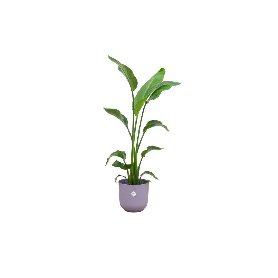 Strelitzia Nicolai + elho Jazz Round
