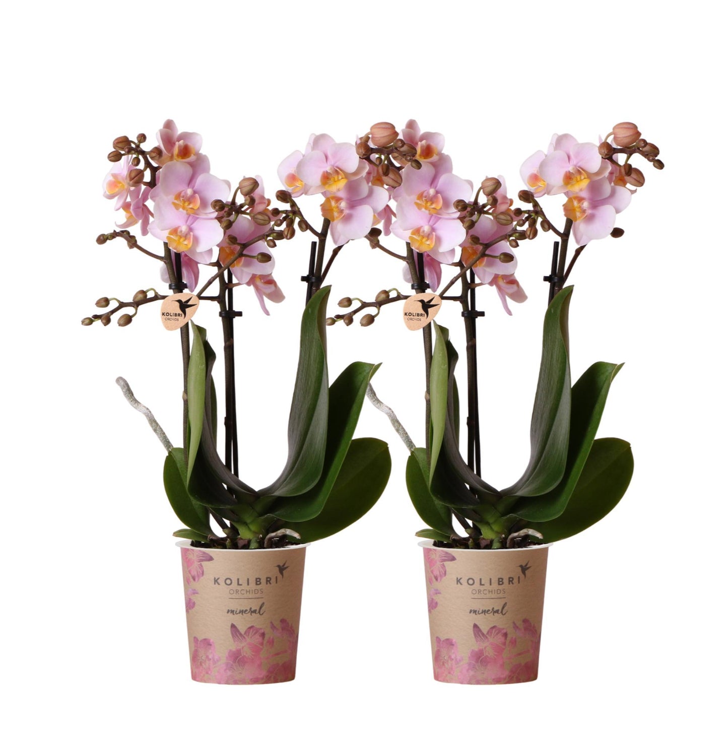 COMBI DEAL van 2 Orchideeën