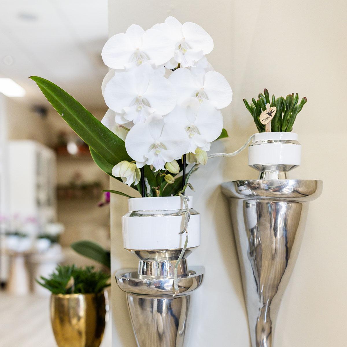 Kolibri Greens | Succulenten set van 2 planten in zilveren Le Chic sierpotten - keramiek potmaat Ø9cm