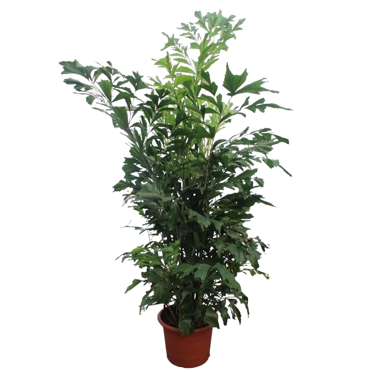 Vredespalm (Caryota Mitis)