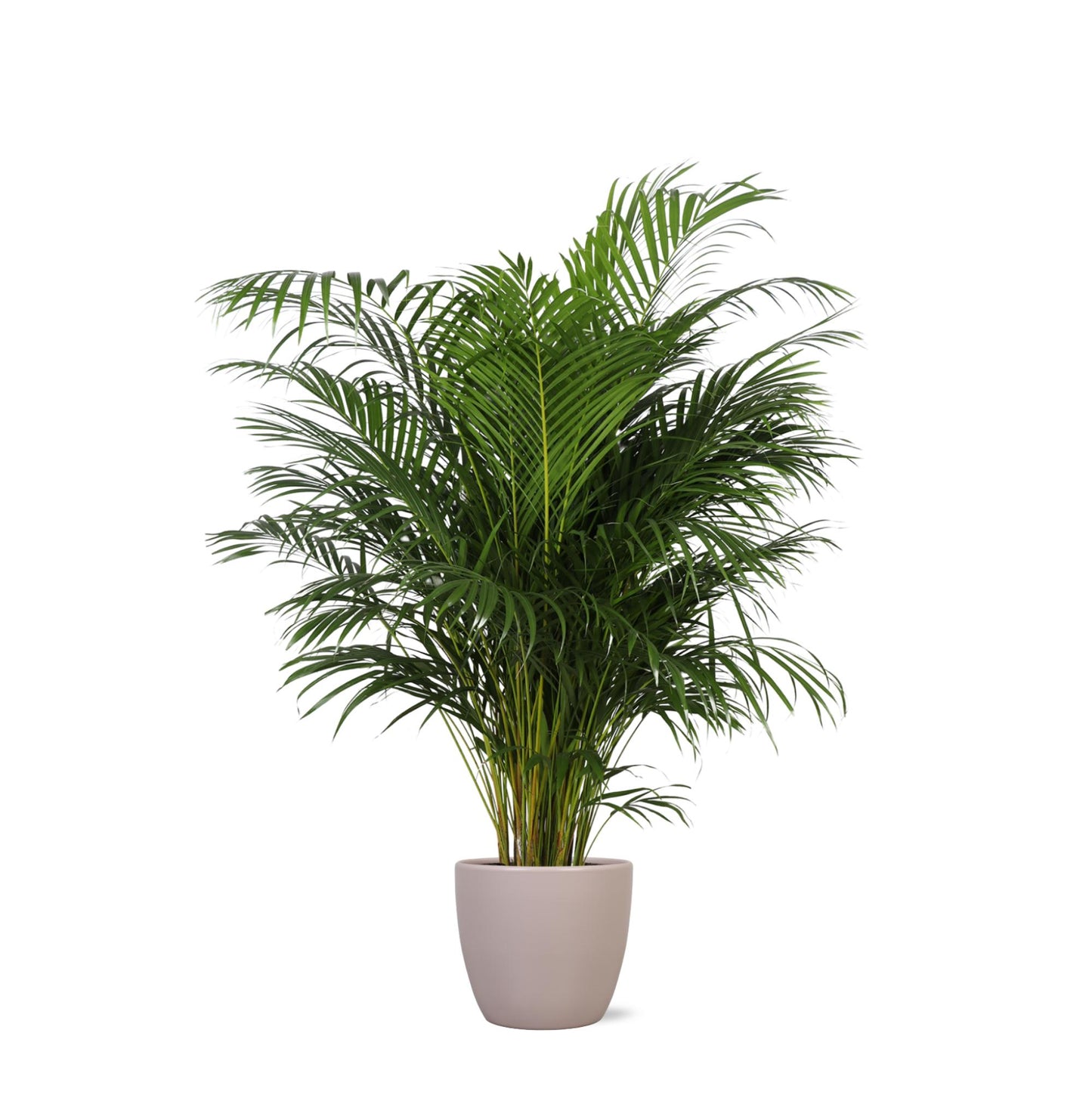 Areca Palm + Boule pot