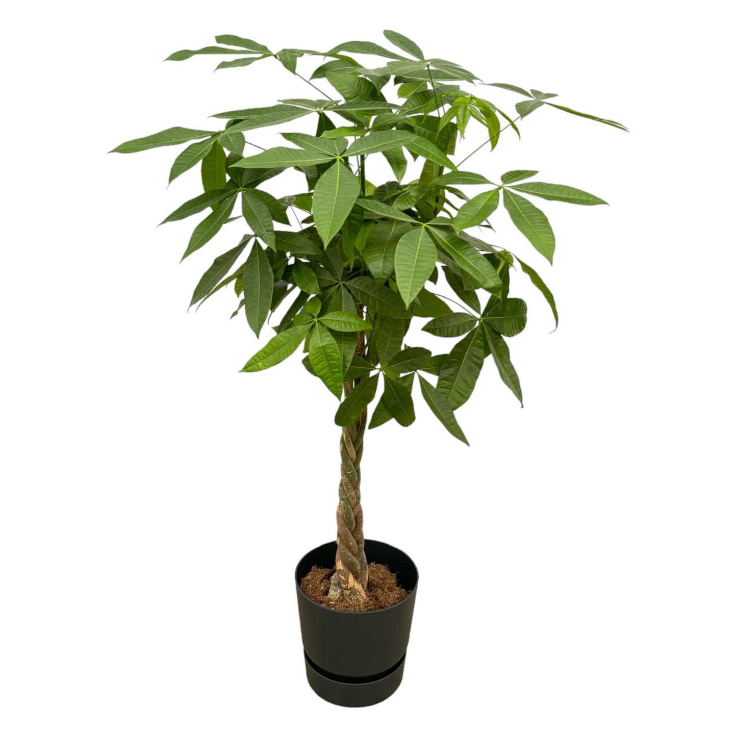 Pachira Aquatica (Geldboom) + elho Greenville Round