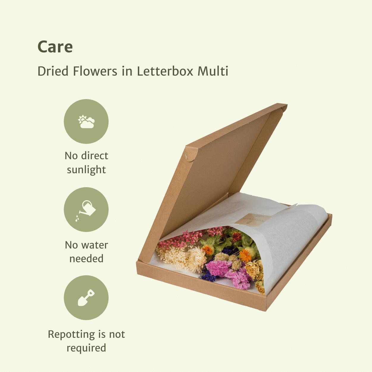 Droogbloemen in Brievenbuspakket - Multi