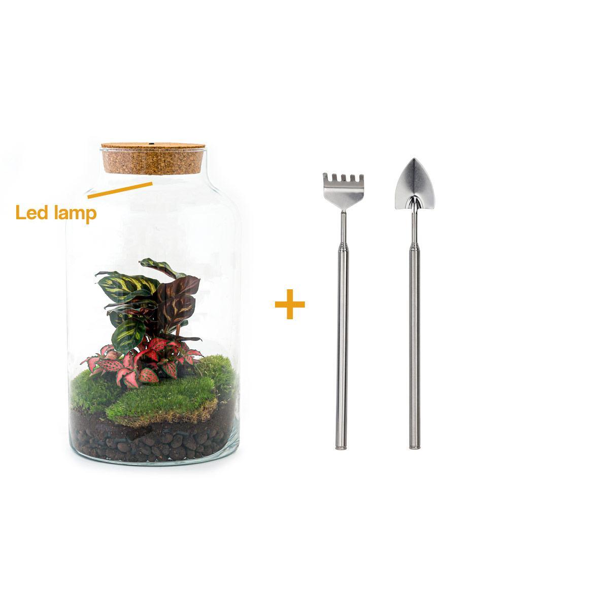 DIY terrarium - Milky Calathea - ↕ 31 cm - incl. LED