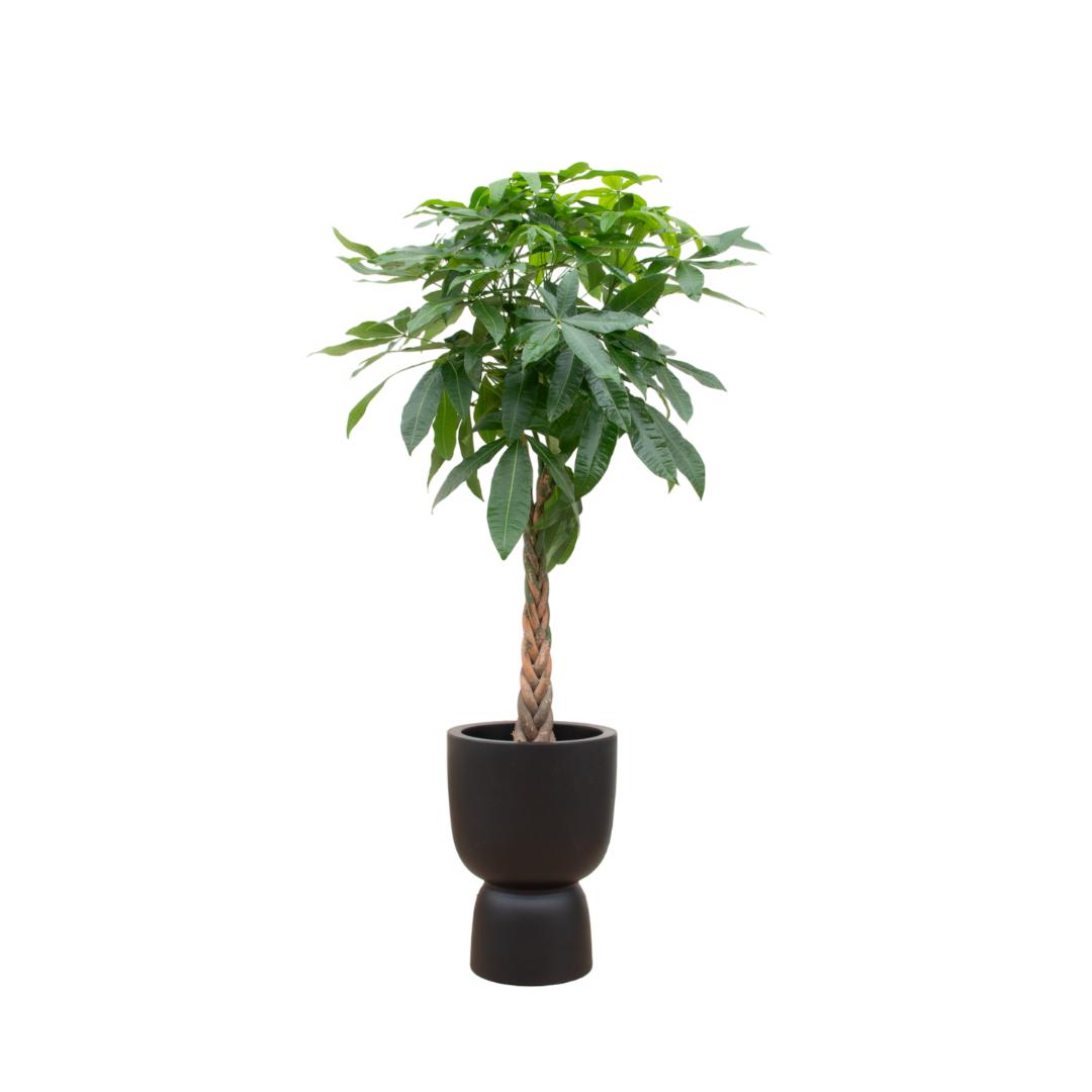 Pachira Aquatica (Geldboom) + elho Pure Coupe