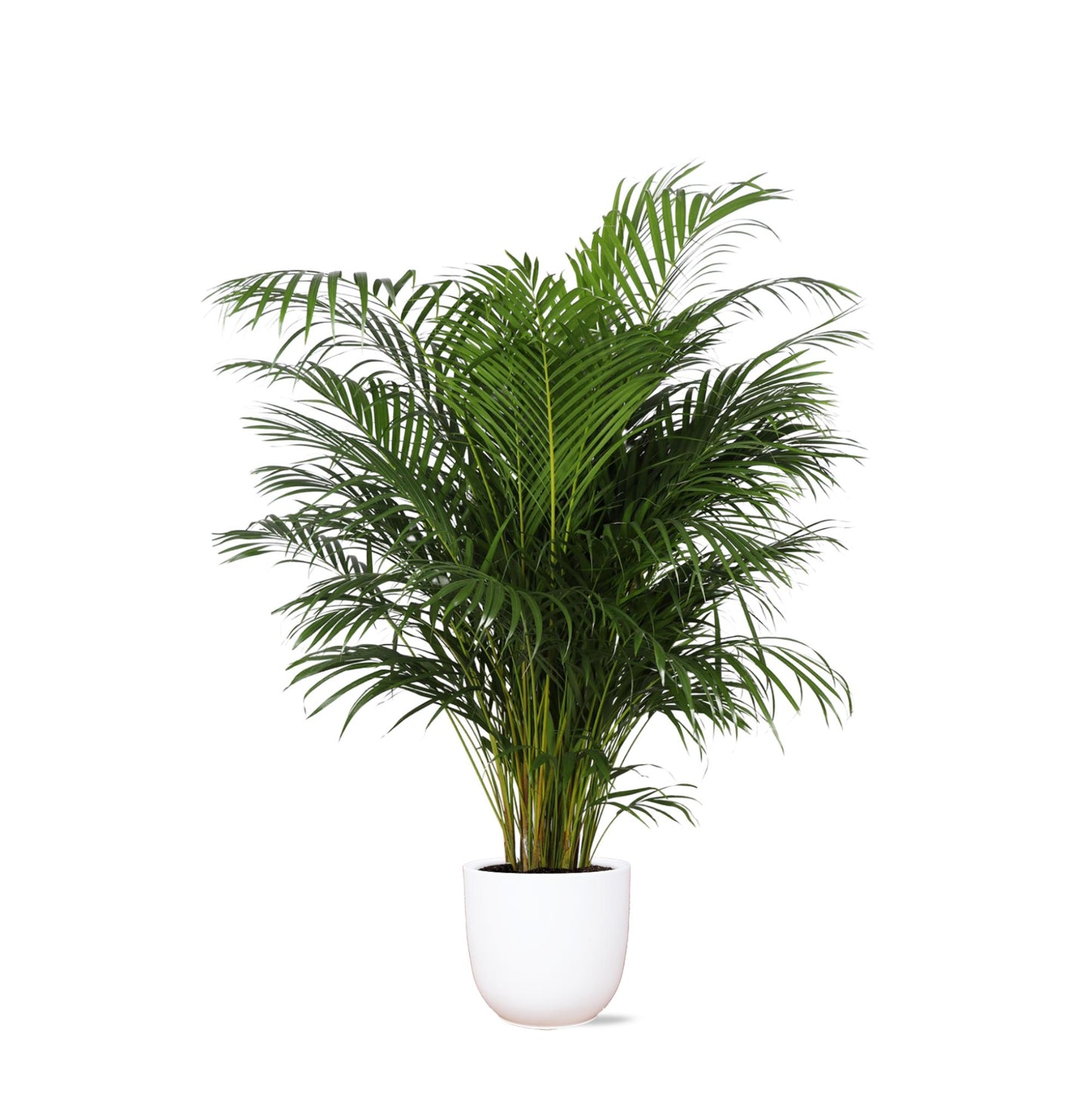 Areca Palm + Boule pot
