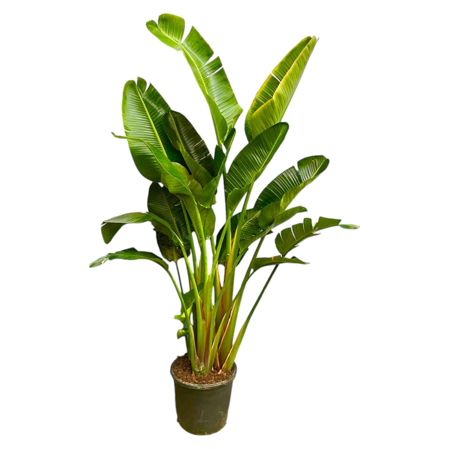Strelitzia Augusta