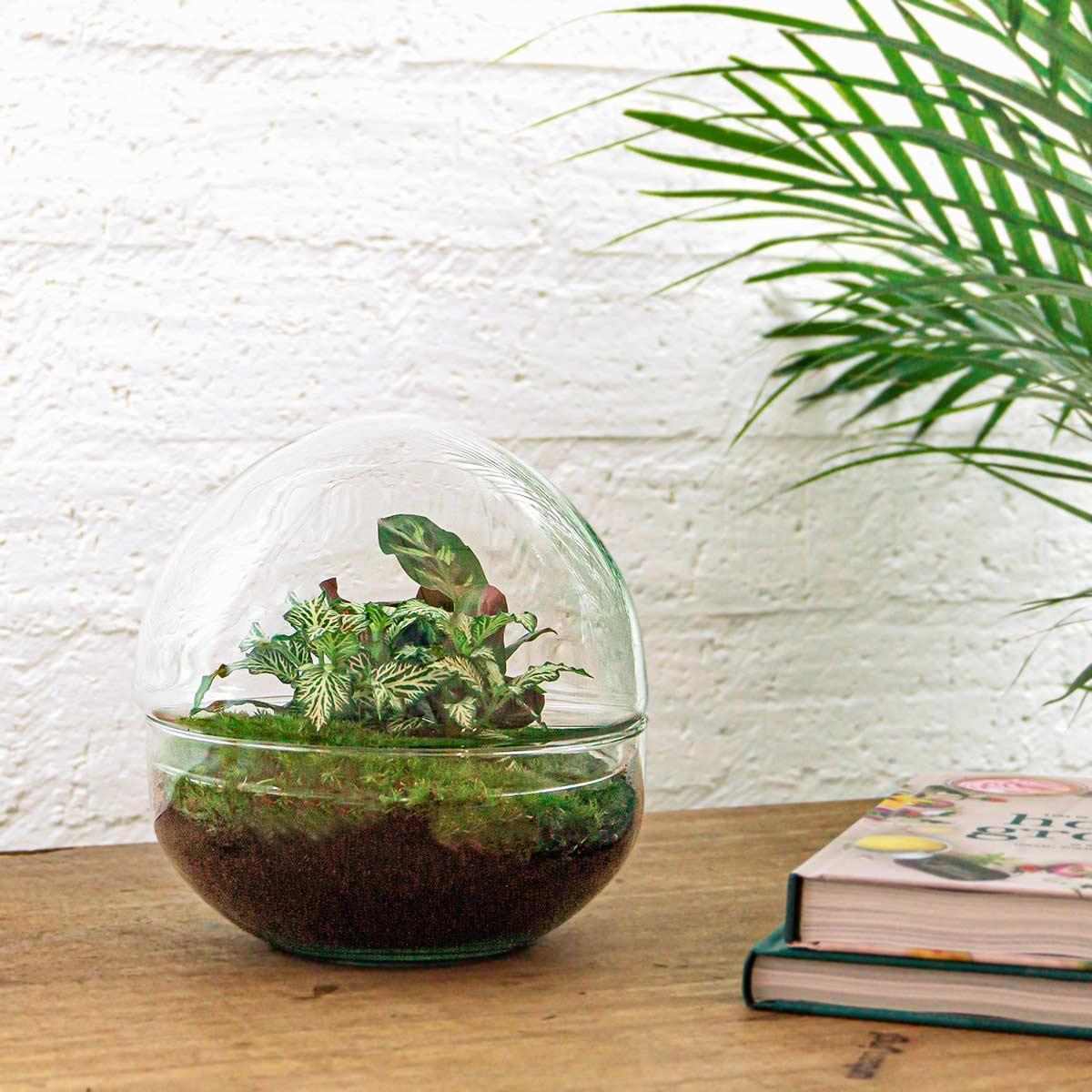 DIY terrarium - Dome - ↕ 20 cm