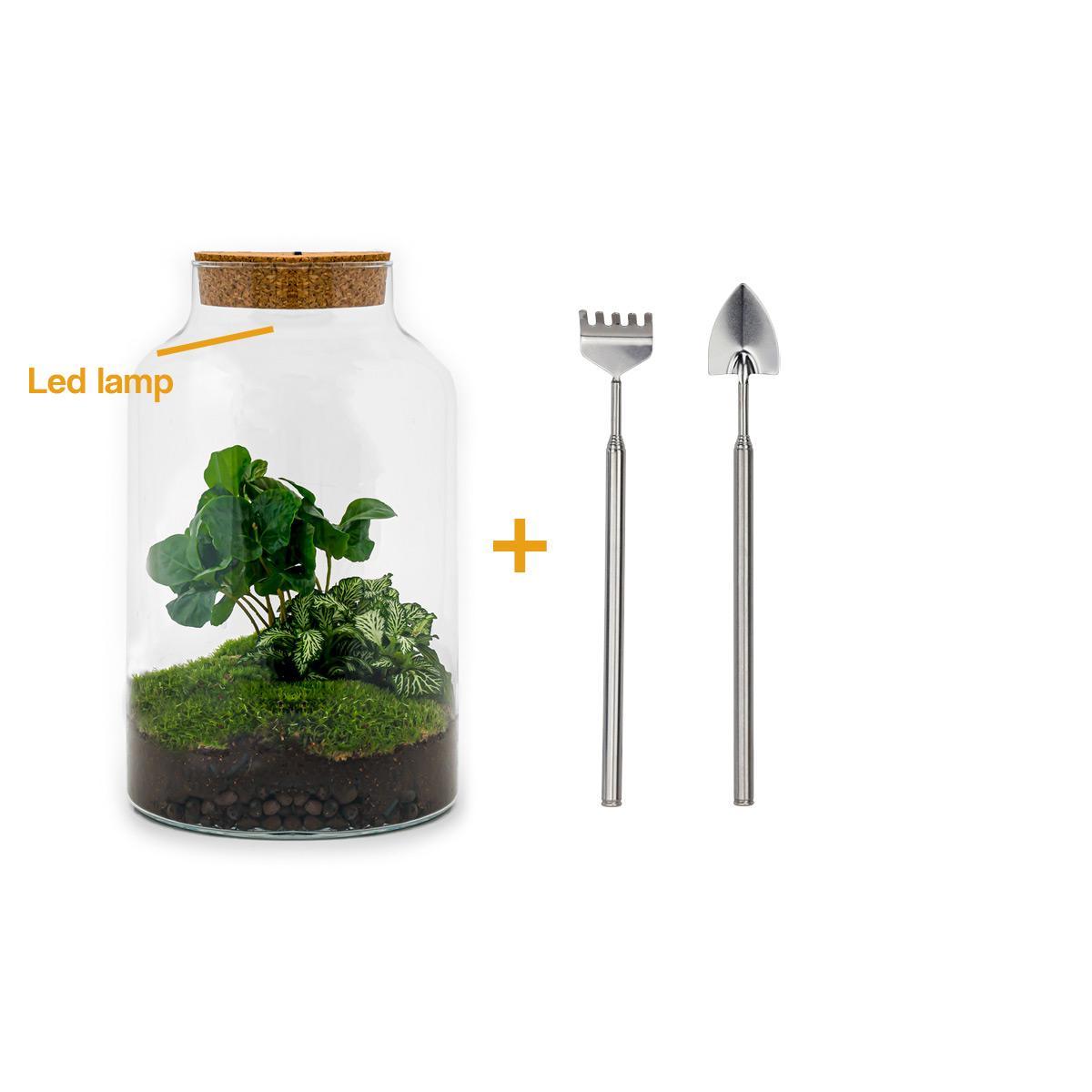 DIY terrarium - Milky Coffea - ↕ 31 cm - incl. LED