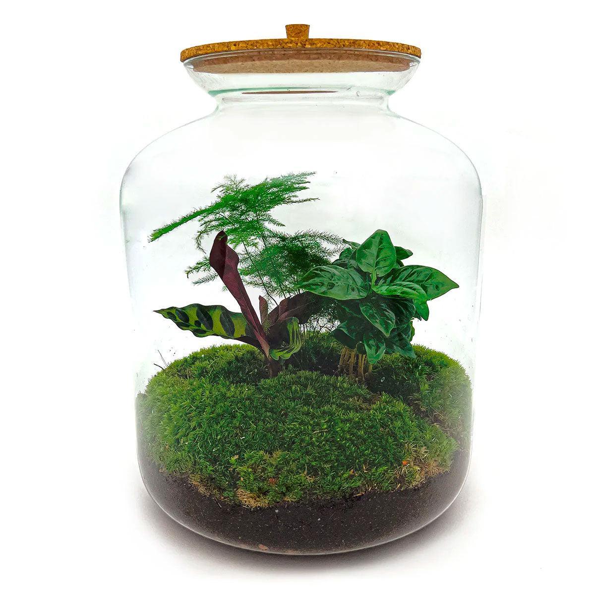 DIY terrarium - Lukas - ↕ 33 cm