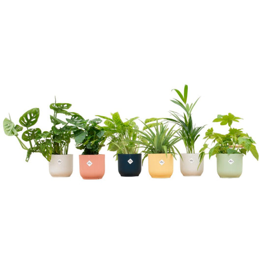Verrassingsbox - 6 planten + elho Vibes Fold Round