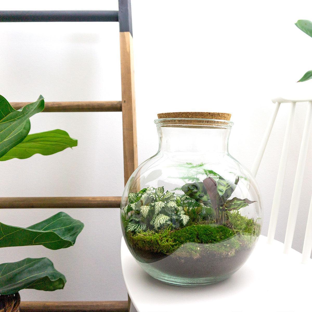 DIY terrarium - Teddy - ↕ 26,5 cm