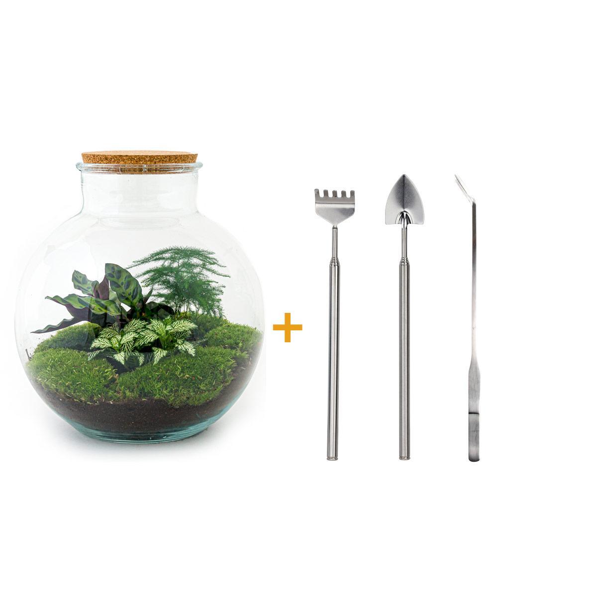 DIY terrarium - Bolder Bob - ↕ 30 cm