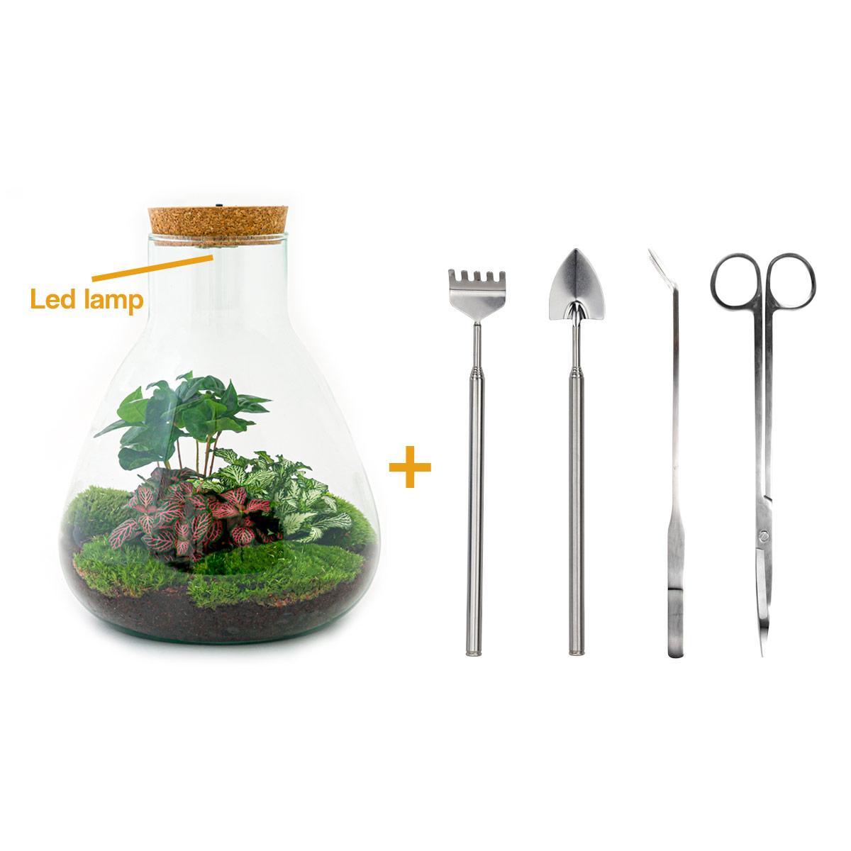 DIY terrarium - Sam Coffea - ↕ 30 cm - incl. LED