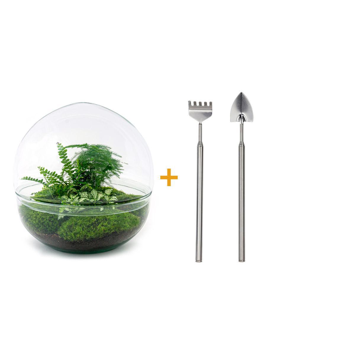 DIY terrarium - Dome XL - Ficus Ginseng Bonsai - ↕ 30 cm