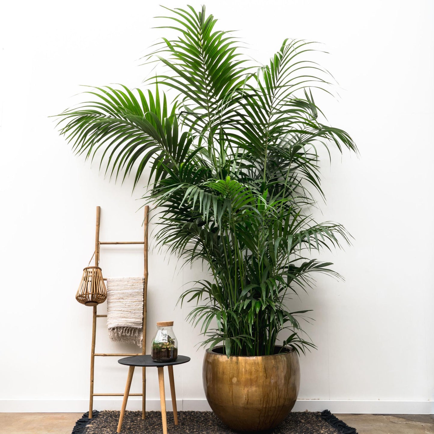 Kentia Palm