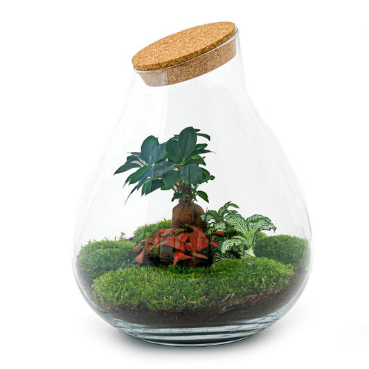 DIY terrarium - Drop XL Bonsai -↕ 37 cm