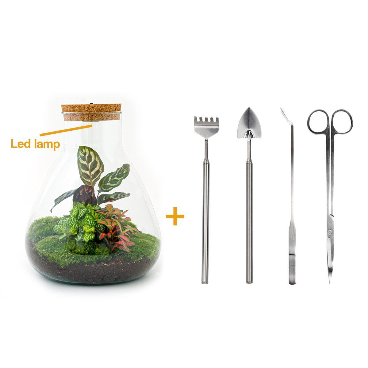 DIY terrarium - Sam Calathea - ↕ 30 cm - incl. LED