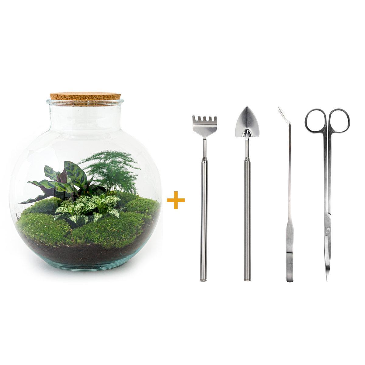 DIY terrarium - Bolder Bob - ↕ 30 cm