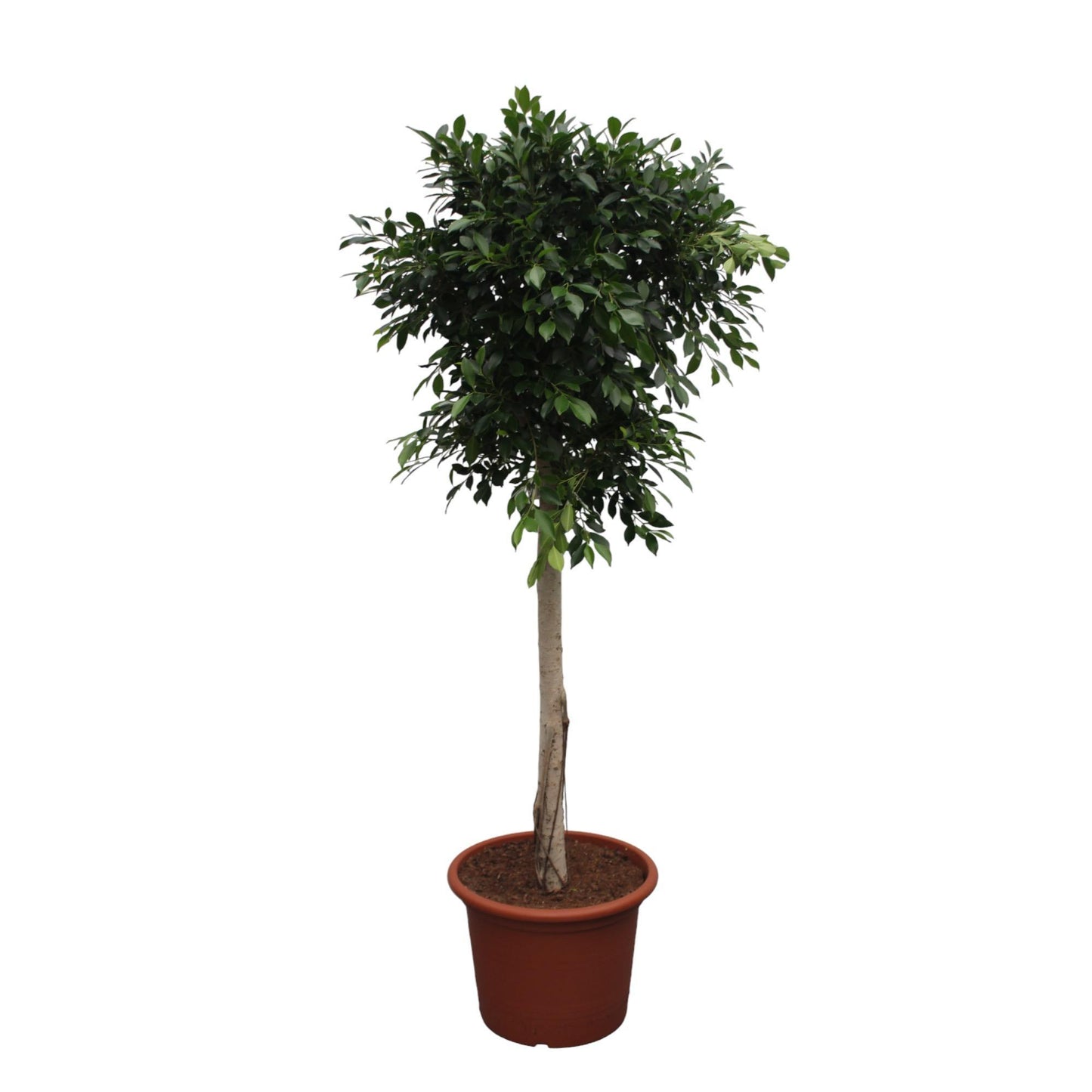 Ficus Nitida (op stam)