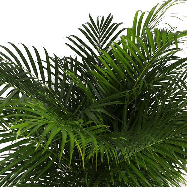 Areca Palm + Boule pot