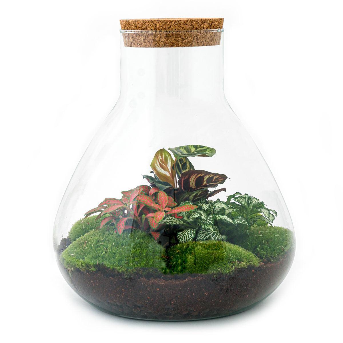 DIY terrarium - Sam XL Rood - ↕ 35 cm