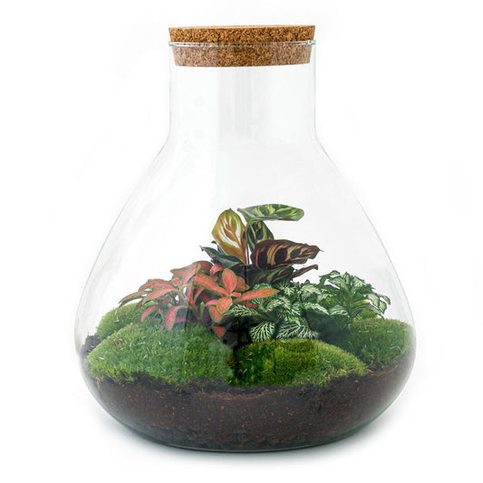 DIY terrarium - Sam XL Rood - ↕ 35 cm