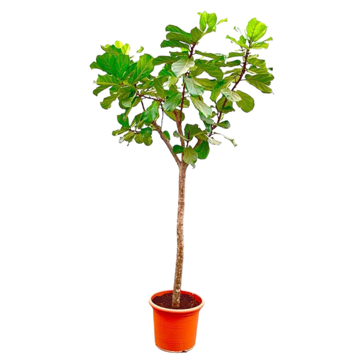 Ficus Lyrata op stam