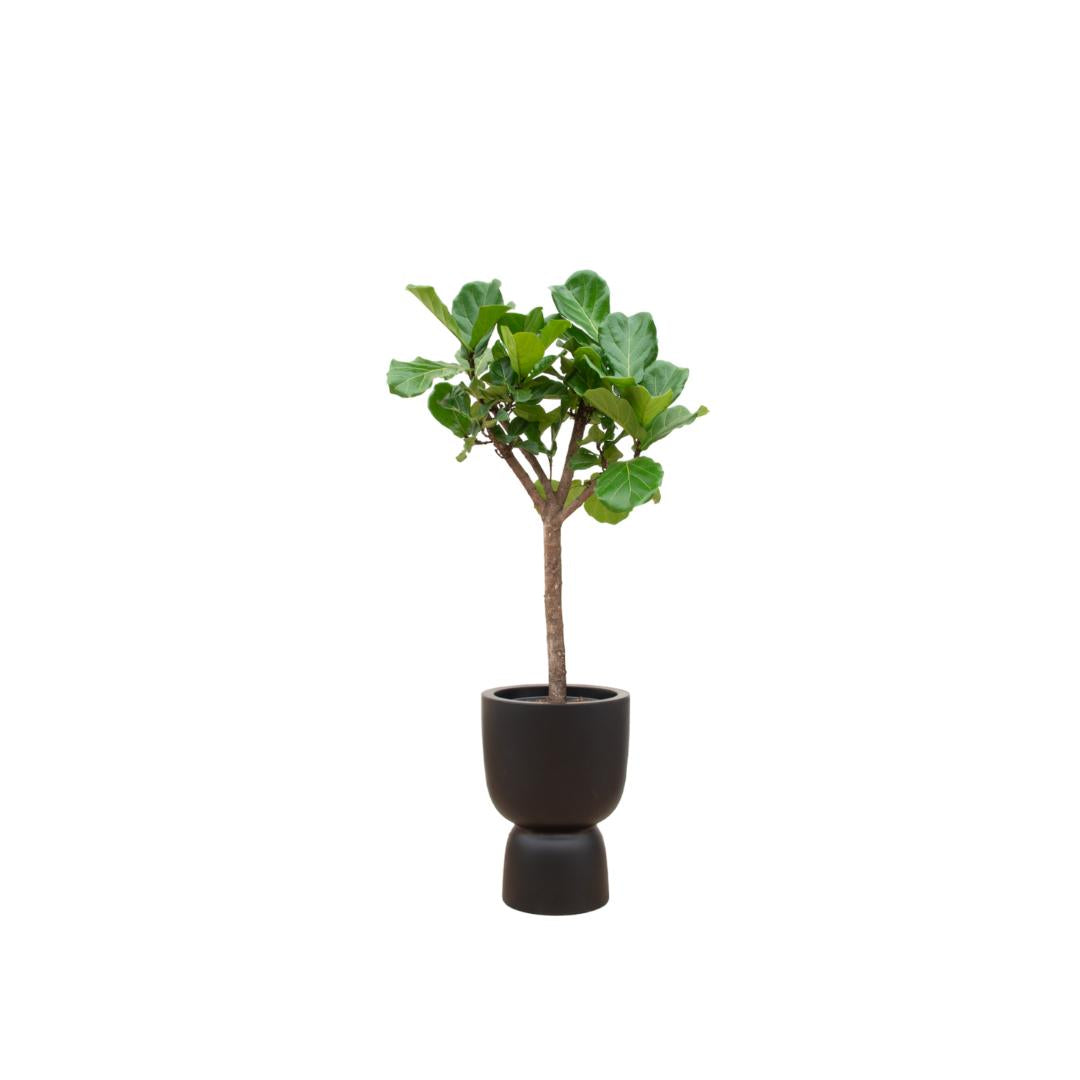 Ficus Lyrata op stam + Elho Pure Coupe